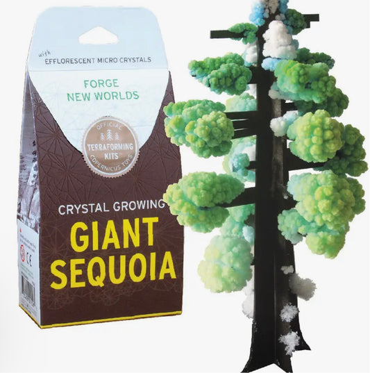 Crystal Growing Giant Sequoia
