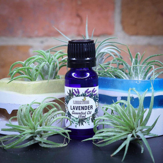Lavender Essential Oil 15ml LS